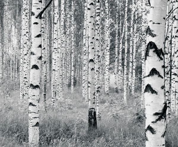 Birch Woods Mural