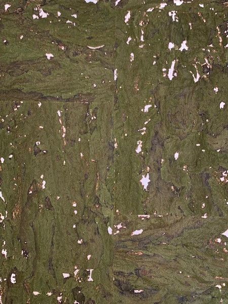 Cork - Moss